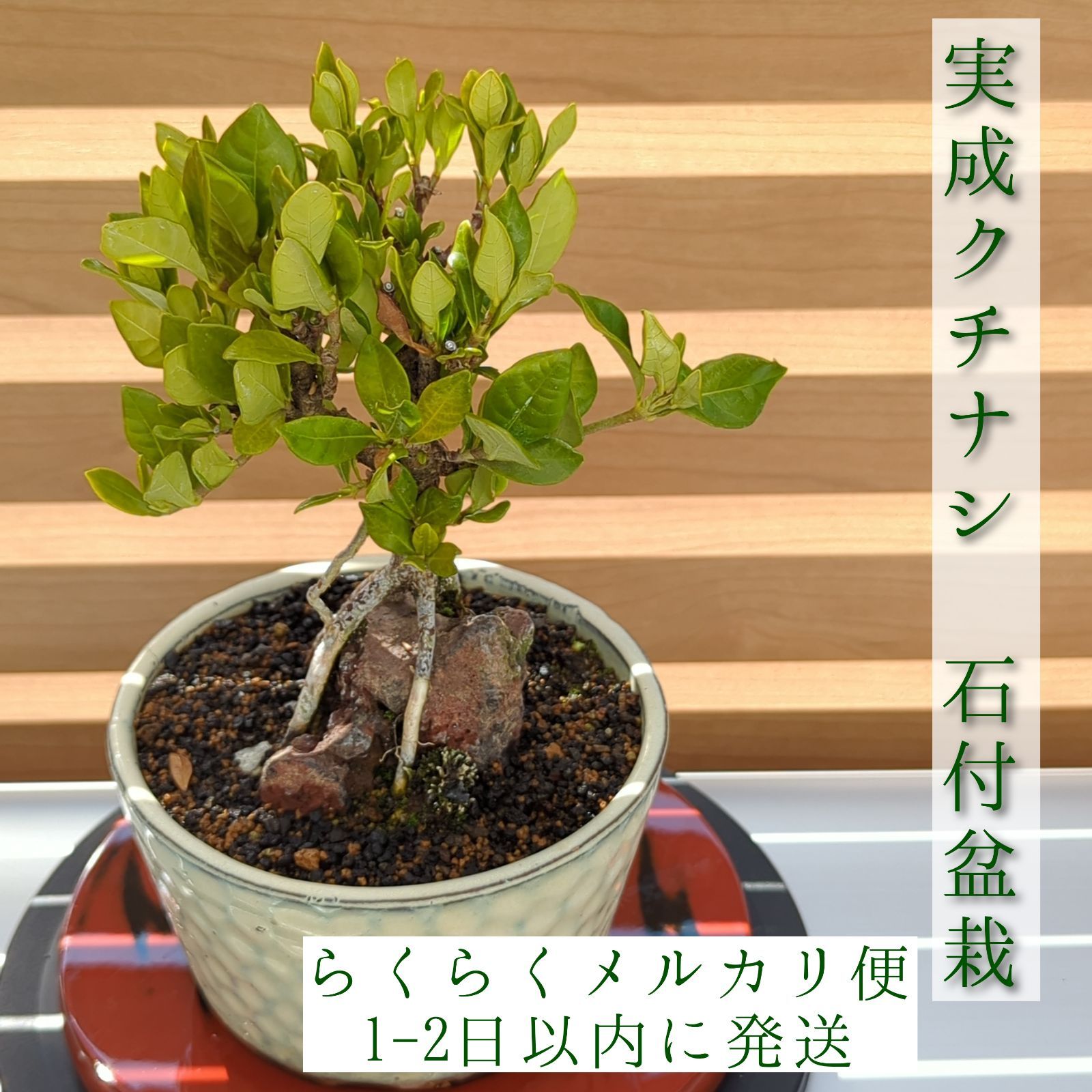 実成クチナシ 石付ミニ盆栽 陶器鉢 - メルカリ