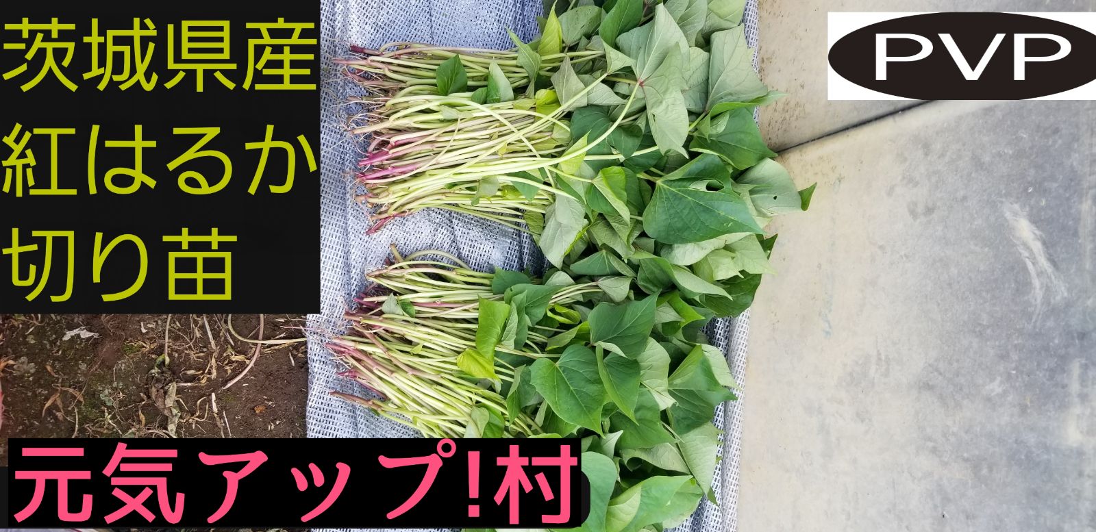 紅はるか苗 ウイルスフリー 100本 4月上旬から発送開始100本4月