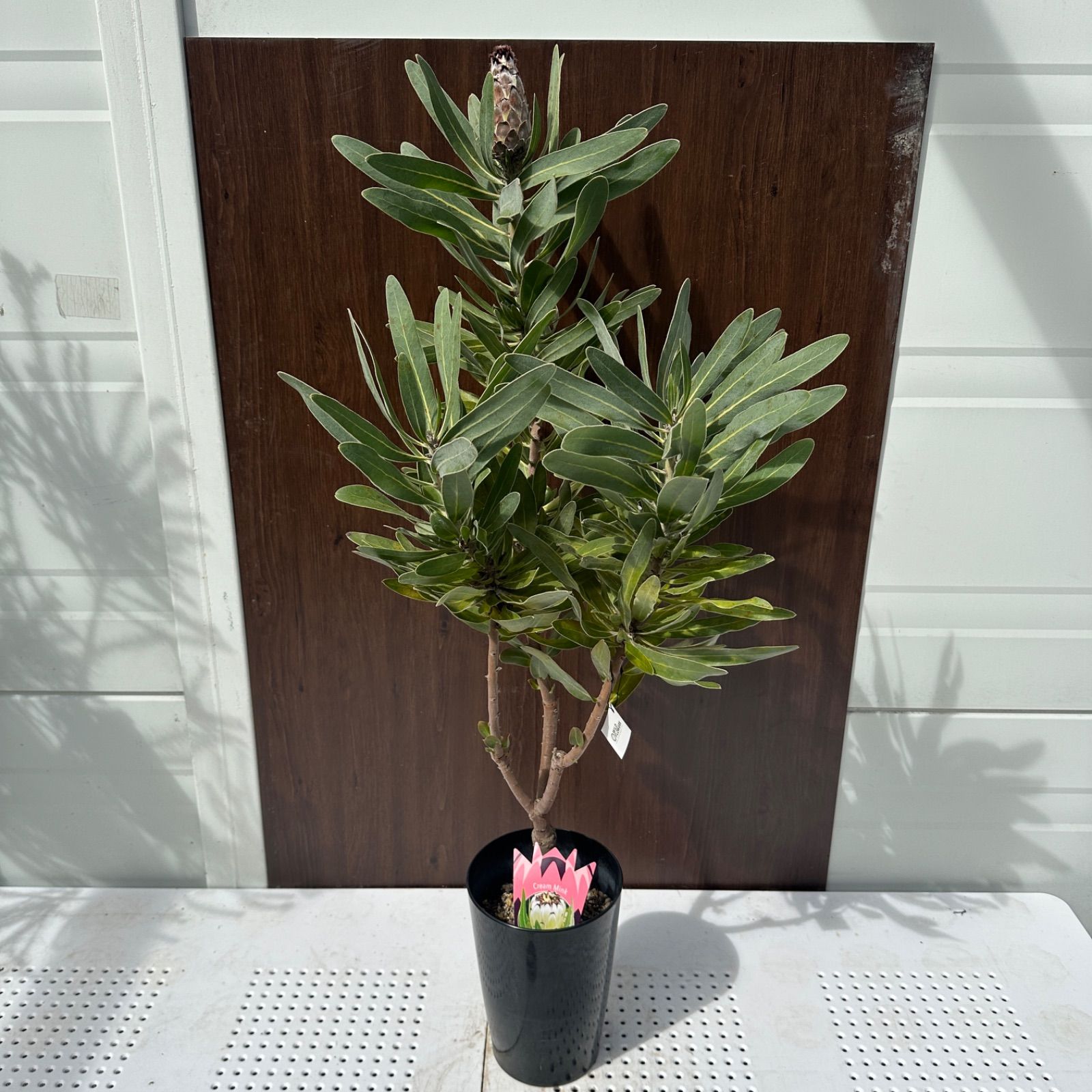 リクエスト品】プロテア クリームミンク 節約 グレビレア サンキスト