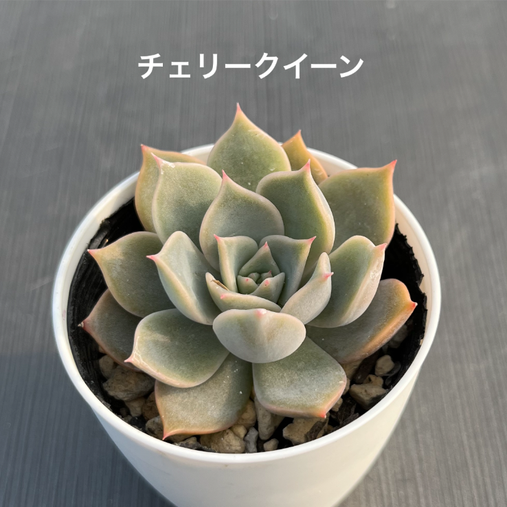 『チェリークイーン』多肉植物　カット苗-0