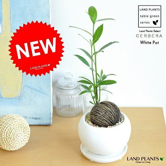 梅野浩壱 五雲猫 井波彫刻 南砺市岩屋『きぼりや梅福』木彫の猫