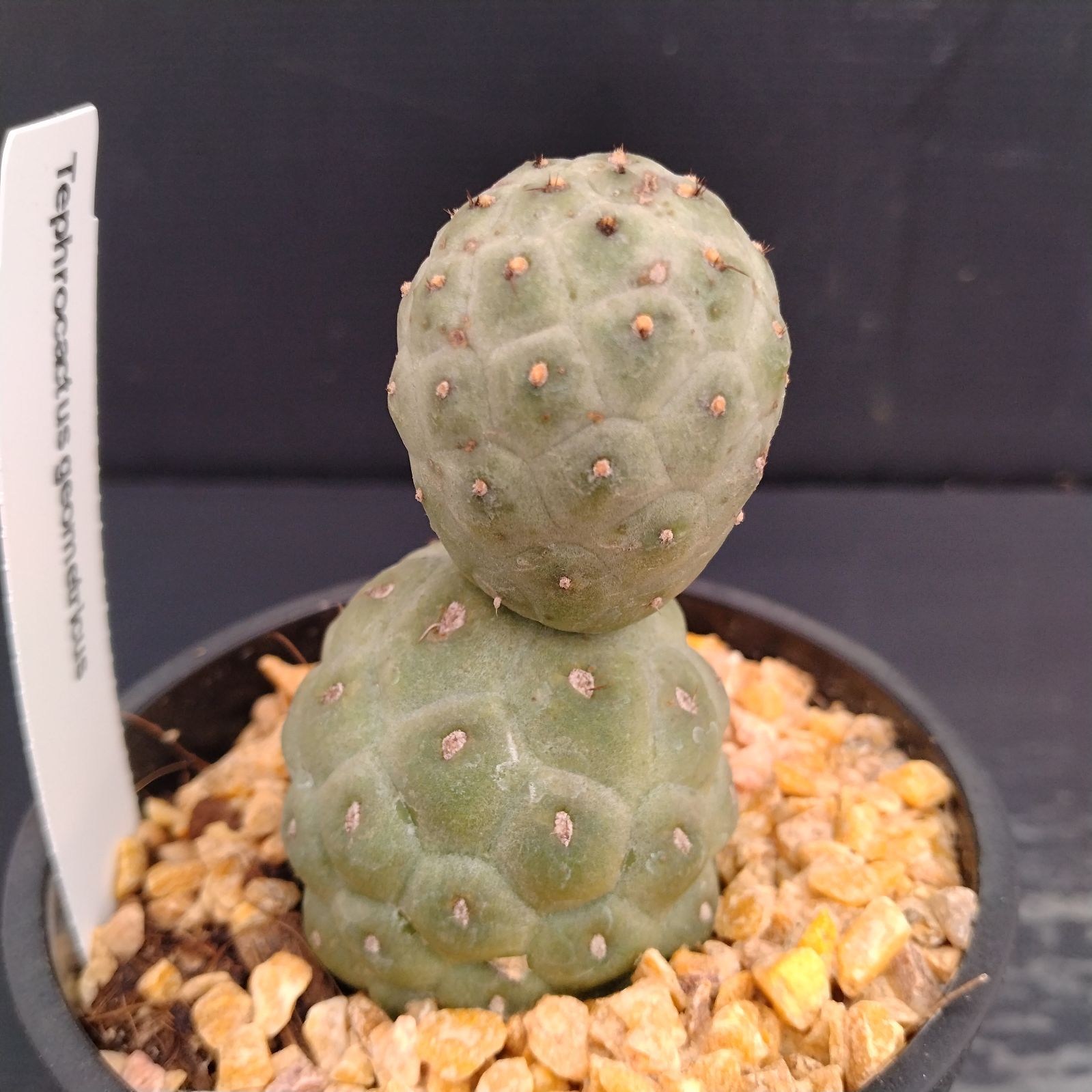 テフロカクタス ゲオメトリクス 鉢ごと テフロカクタス ゲオメトリクス/盆栽、多肉植物、塊根植物、観葉