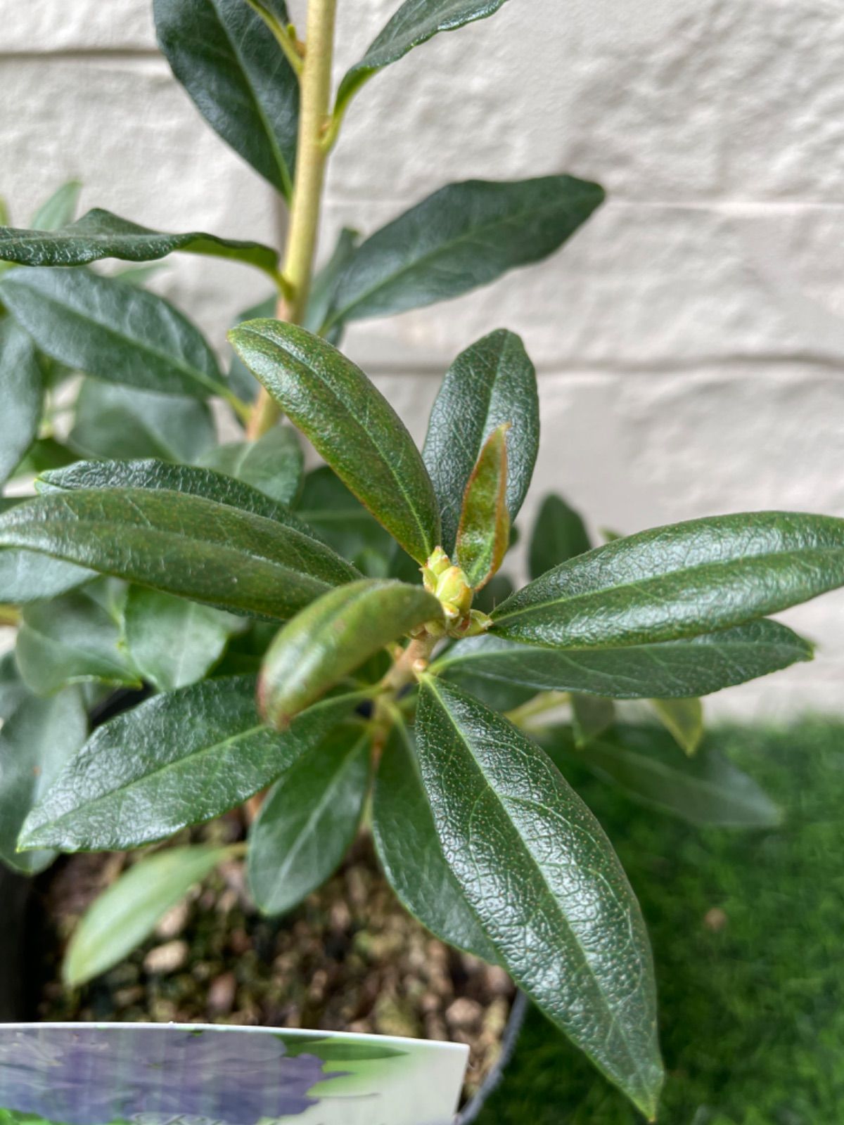 激安店舗 新品 未使用 ツツジ 黒潮 ４号挿し木苗 植物 観葉植物 Urologydurban Co Za Urologydurban Co Za