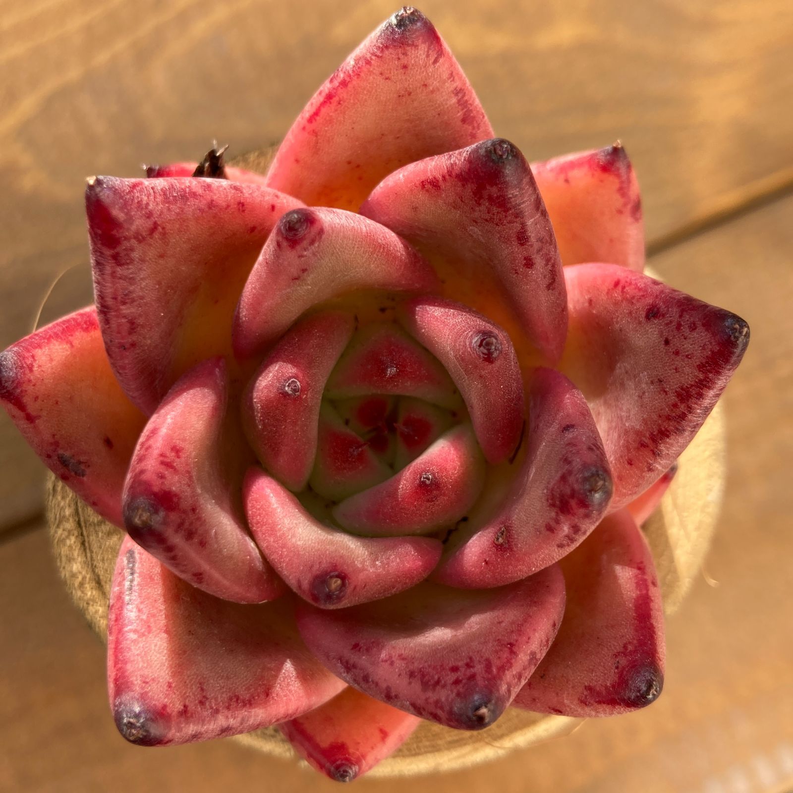 ☆多肉植物 エケベリア 韓国S092オールドエッグ 20個