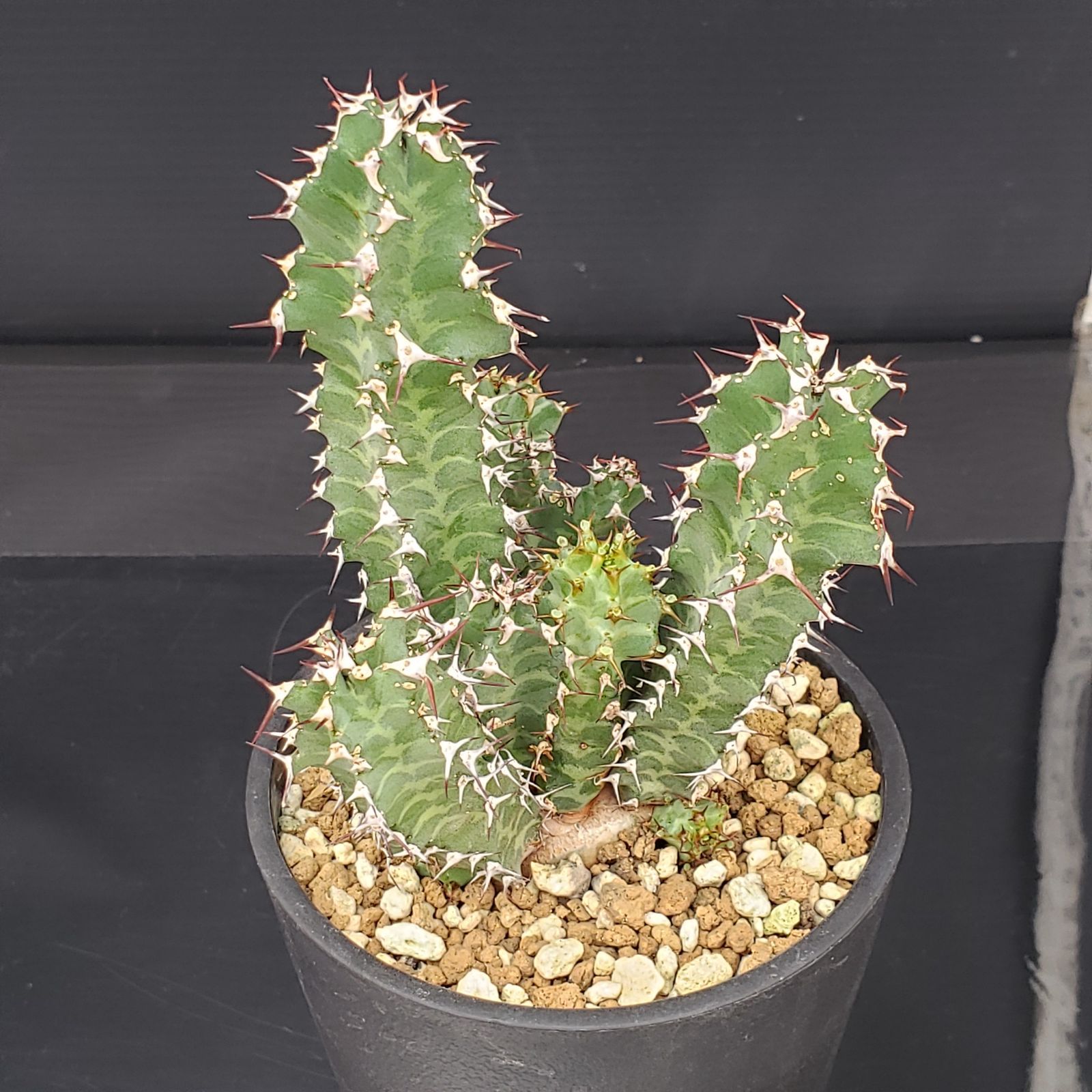 【美株】ユーフォルビアユニスピナ 実生 サボテン 多肉植物 塊根 美株】ユーフォルビアユニスピナ 実生 サボテン 多肉植物 塊根