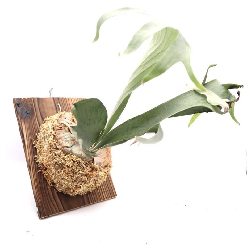 ブルーボーイ　ビカクシダ　L 美品 501712c83f02fc8ba5c20f11d3cf35