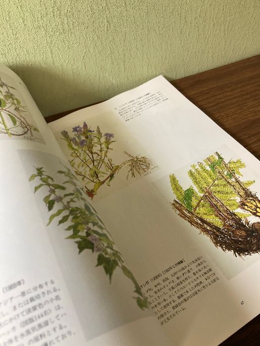 小磯良平の描いた薬用植物画　[図録]　 神戸市立小磯記念美術館 神戸市立小磯記念美術館　編　