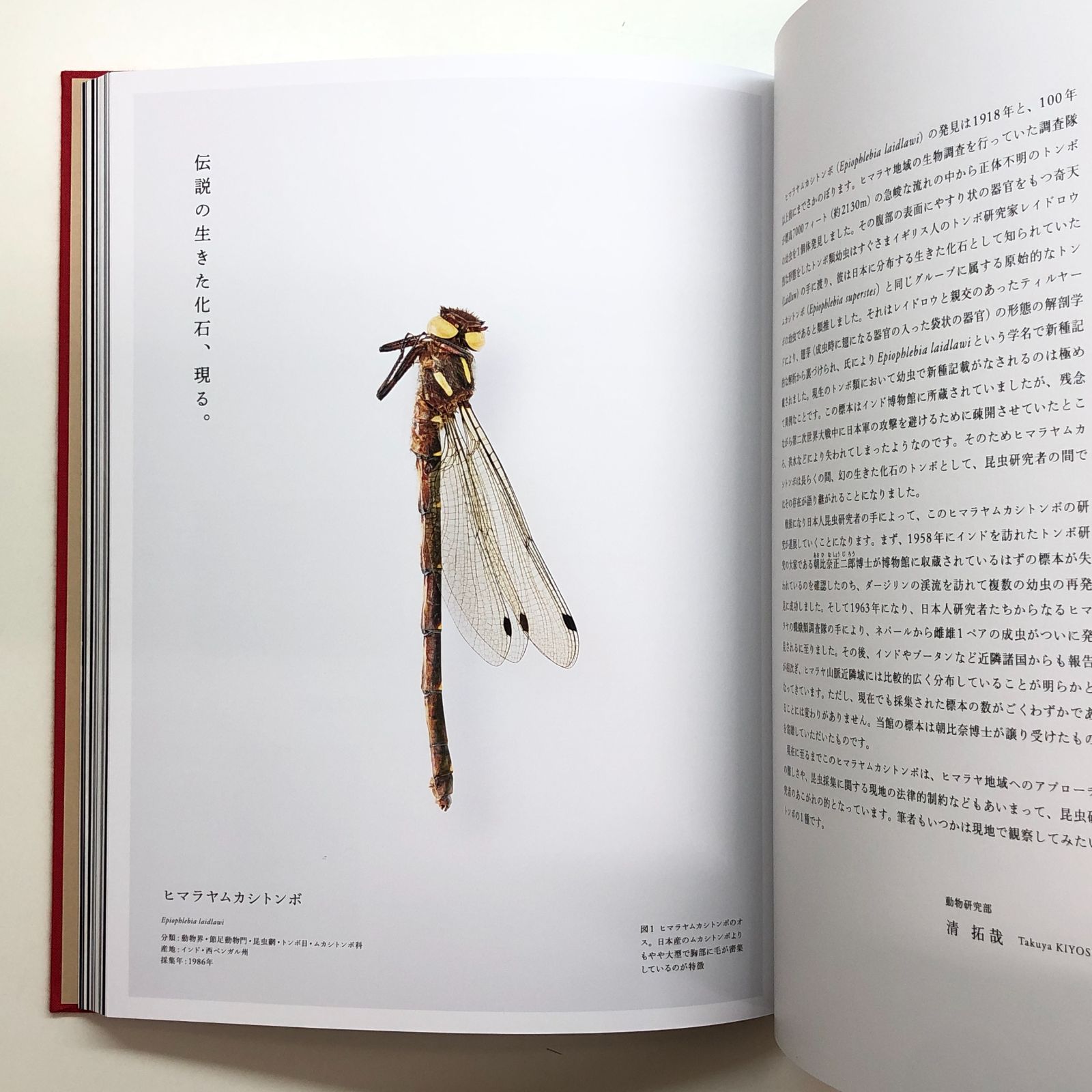 国立科学博物館　図鑑 国立科学博物館 科博コレクション 図鑑 - メルカリ