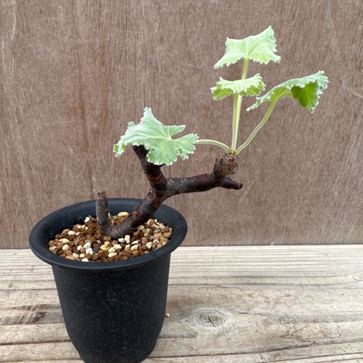 ペラルゴニウム ミラビレ③ Pelargonium mirabile 現品 観葉植物 観葉 