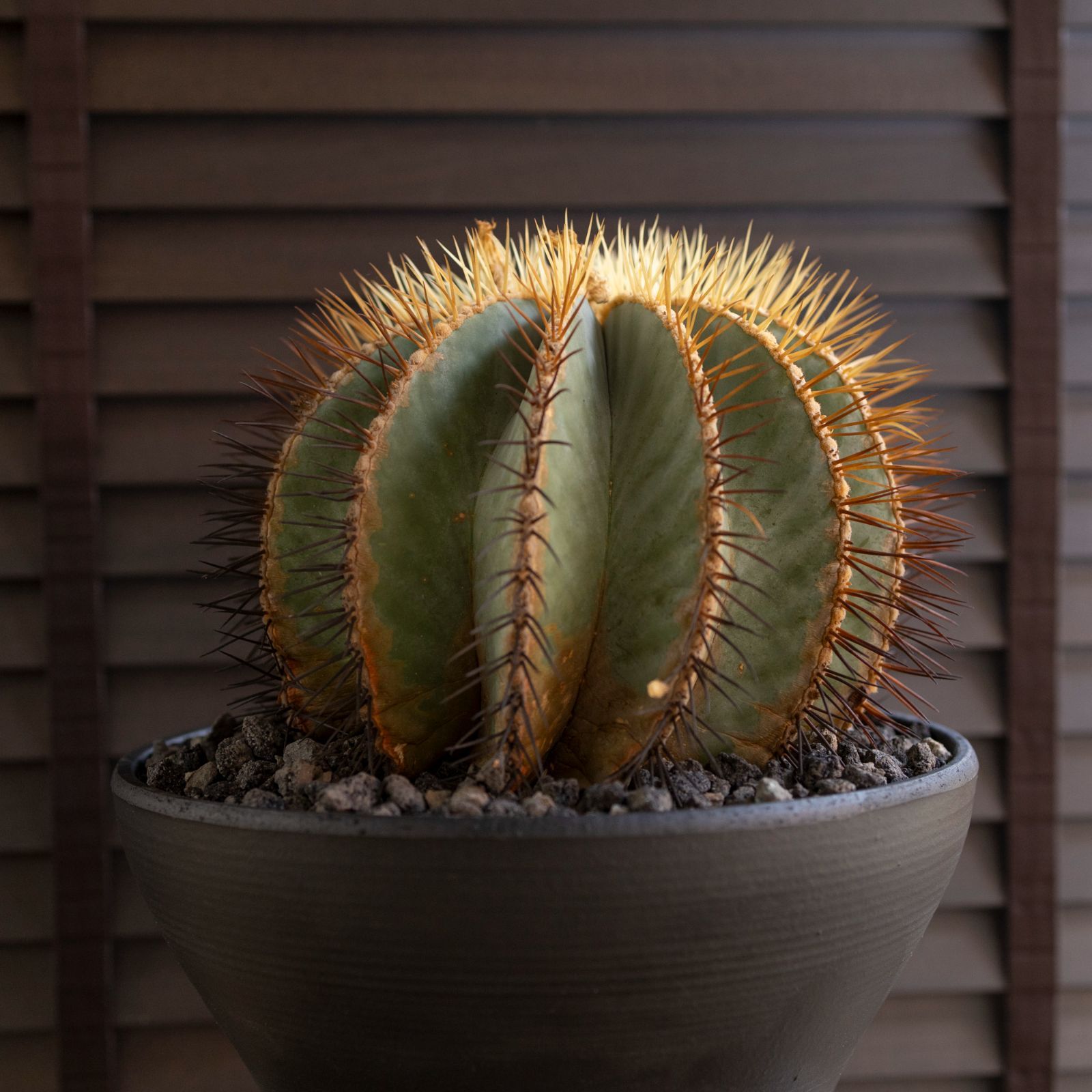 発根済】30cm 王冠竜 群生株 フェロカクタス ブルーバレル