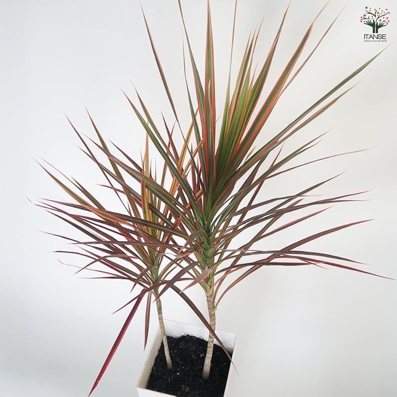 耐陰性 落葉高木