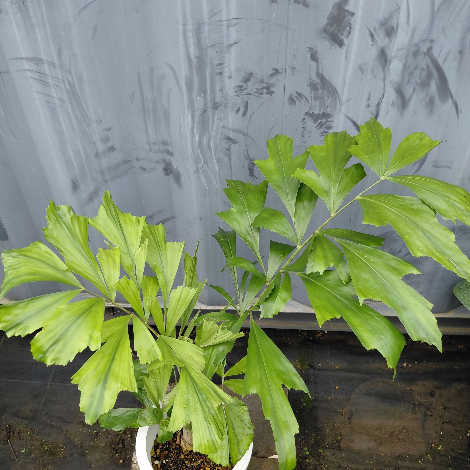 クジャクヤシ 8号鉢現品