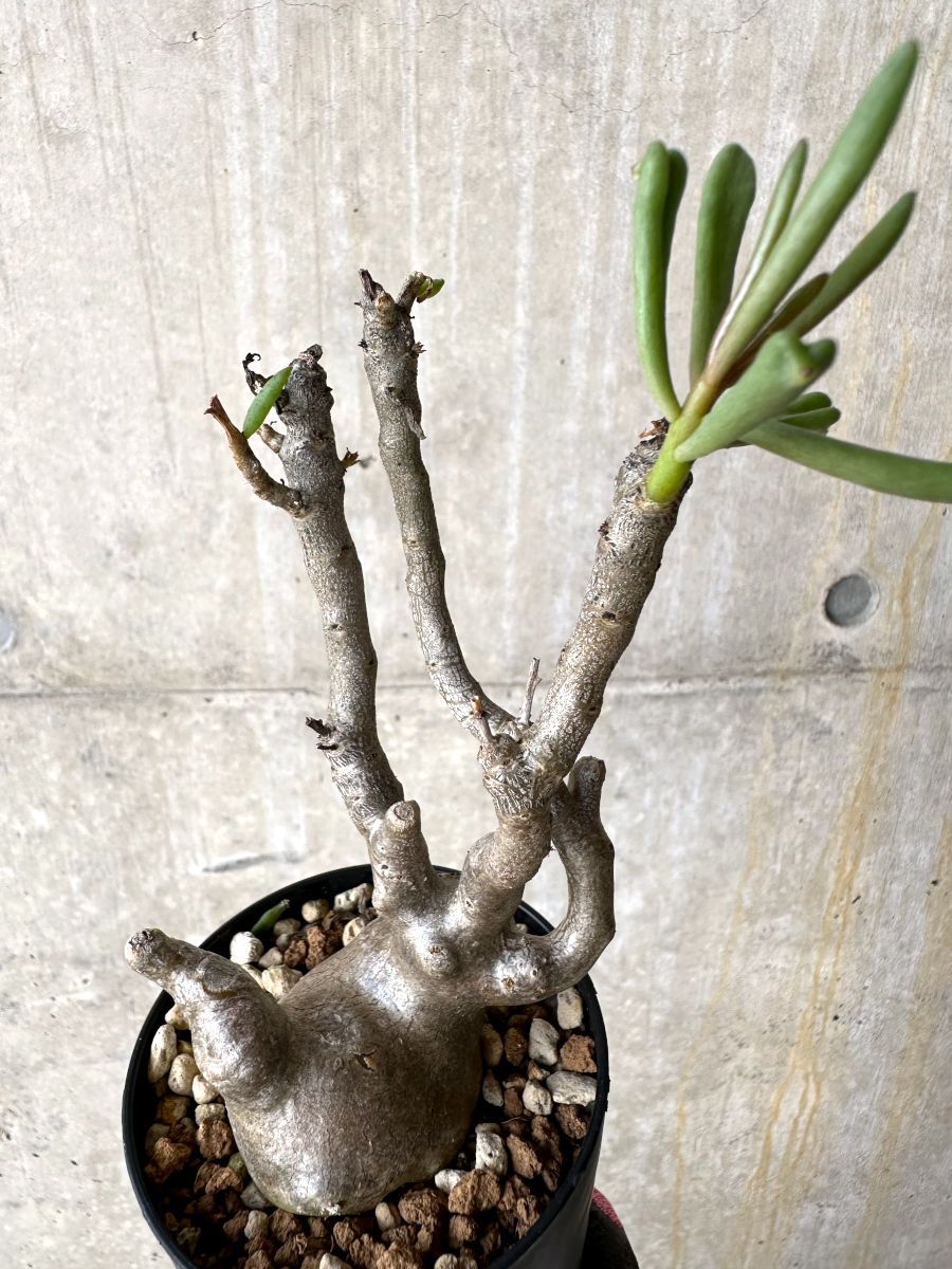 現品限り】チレコドン・フラギリス【L46】 Tylecodon fragilis