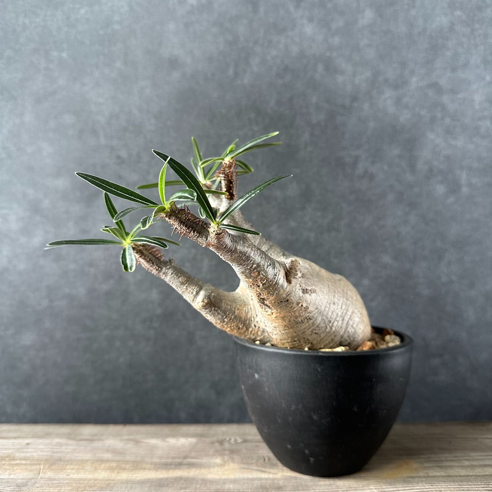 現地球・発根済S】パキポディウム グラキリス 鉢付き 塊根植物 