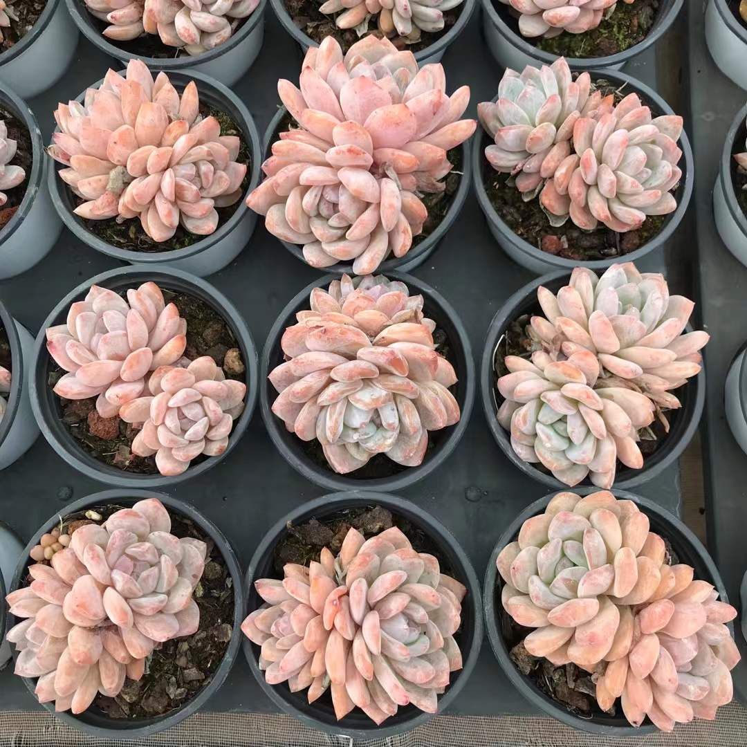 SKL1225×36 モンローダブル 抜き苗 多肉植物 アエオニウム エケベリア 韓国苗 YUZUMIYA_COM