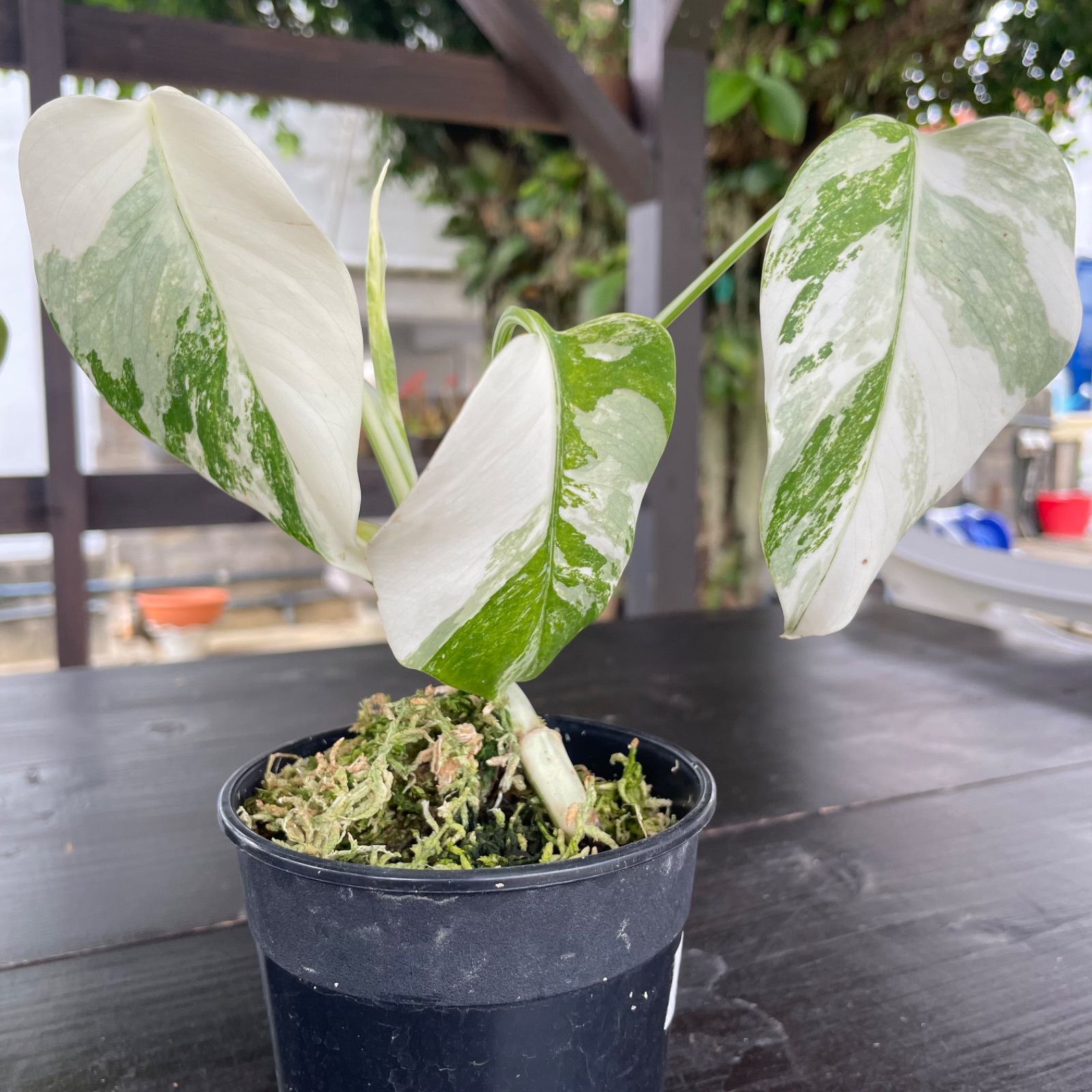 極上 斑入りモンステラ ホワイトタイガー M*♡様 【発根済み】極上6葉付き