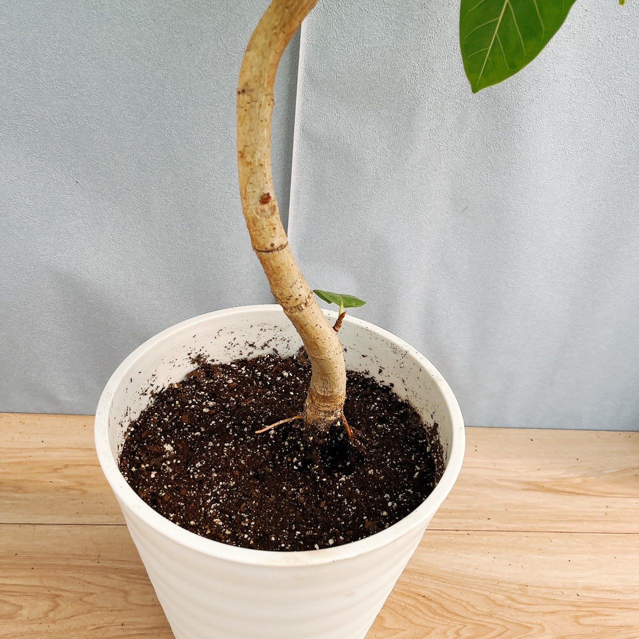 フィカス アルテシマ 曲がり 3【現品】観葉植物 室内 大型 フィカス