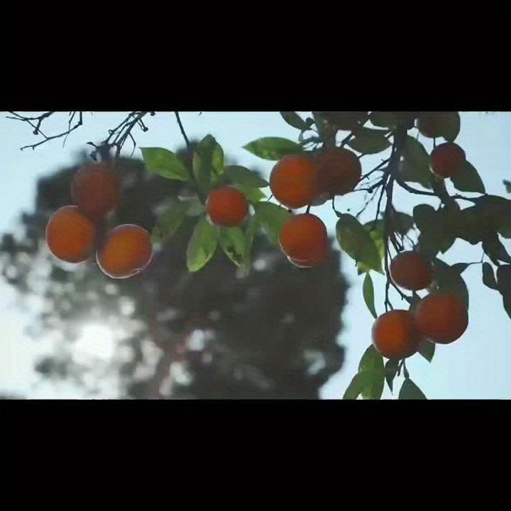 果樹用防虫ネット