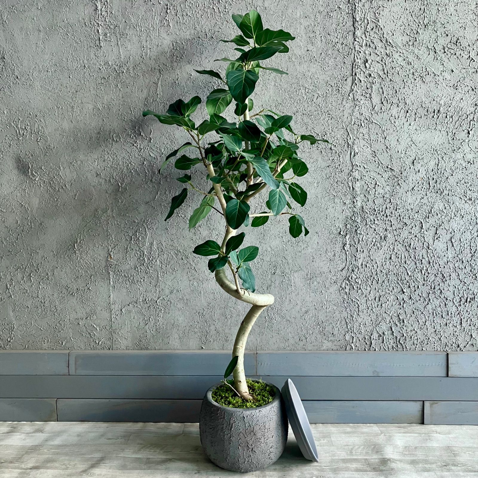 美形 フィカス ベンガレンシス オードリー 9号 テラコッタ鉢植え