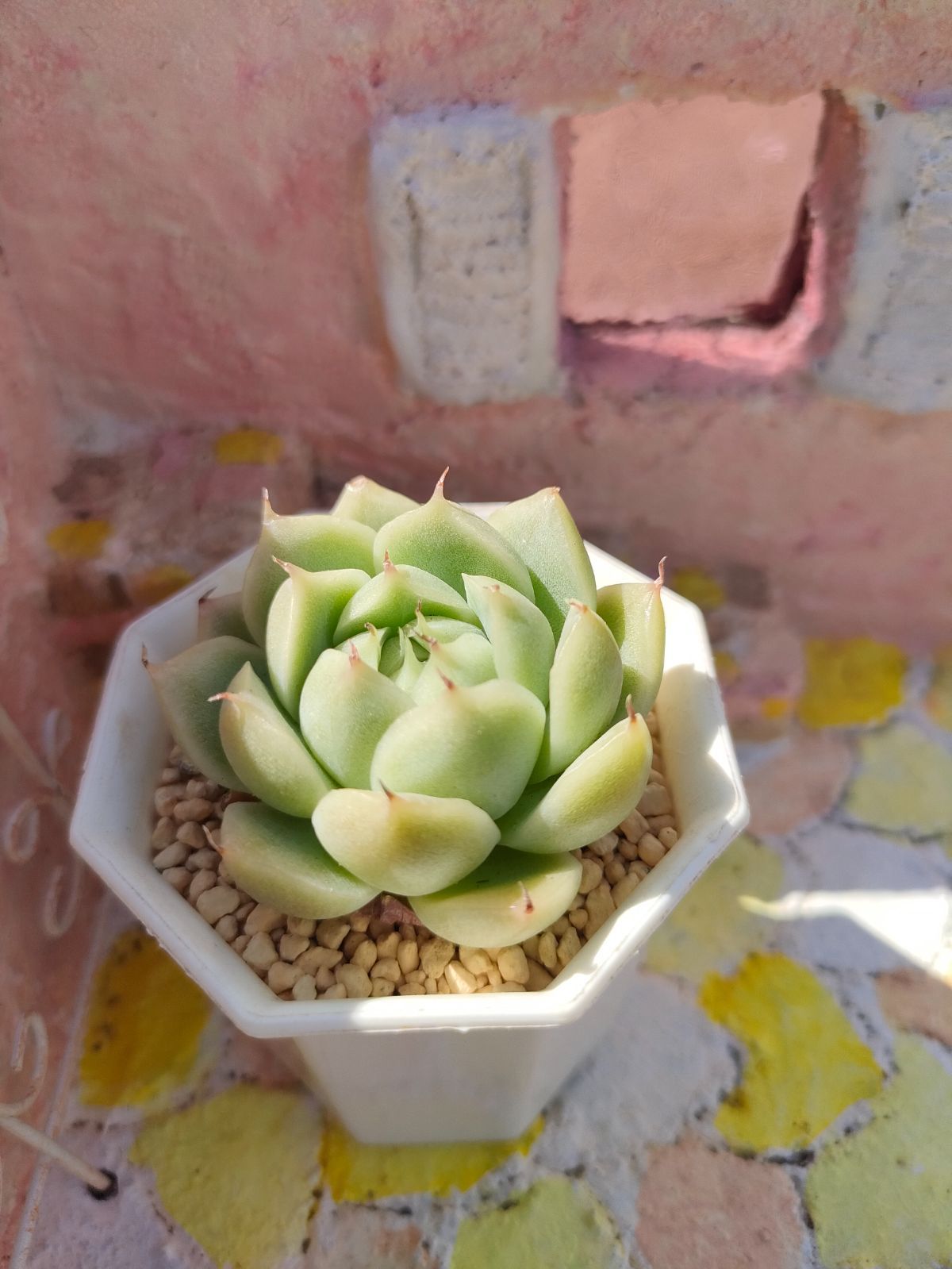 メロン大福 カット苗 新作 エケベリア 多肉植物 多肉永遠苗 - 多肉永遠