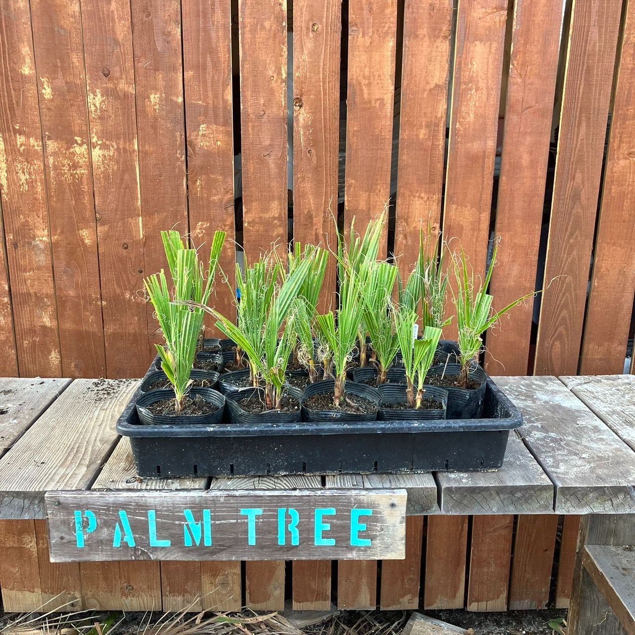 抜き苗】5本 ワシントンヤシ ワシントニア フィリフェラ Washingtonia