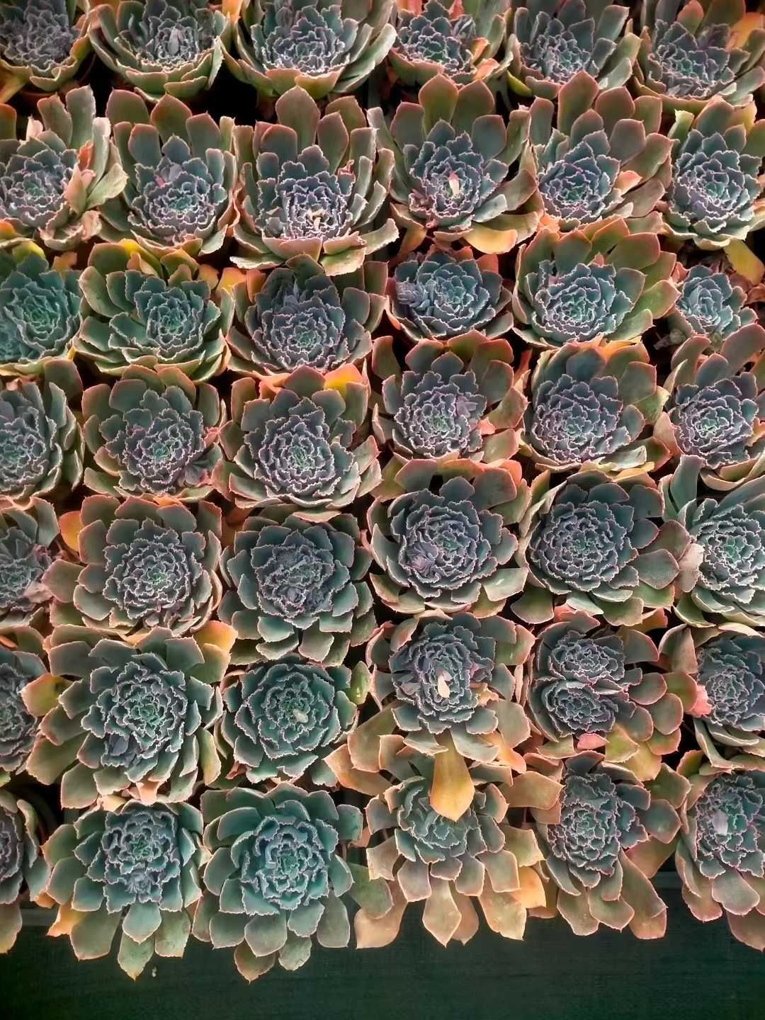 多肉植物【夕焼けの舞】抜き苗 多肉植物 夕焼けの舞 3苗セットの通販 by RAHAMOUTO｜ラクマ