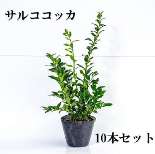 サルココッカ　18株セット　苗 サルココッカ 苗（小） 10.5cmポット入