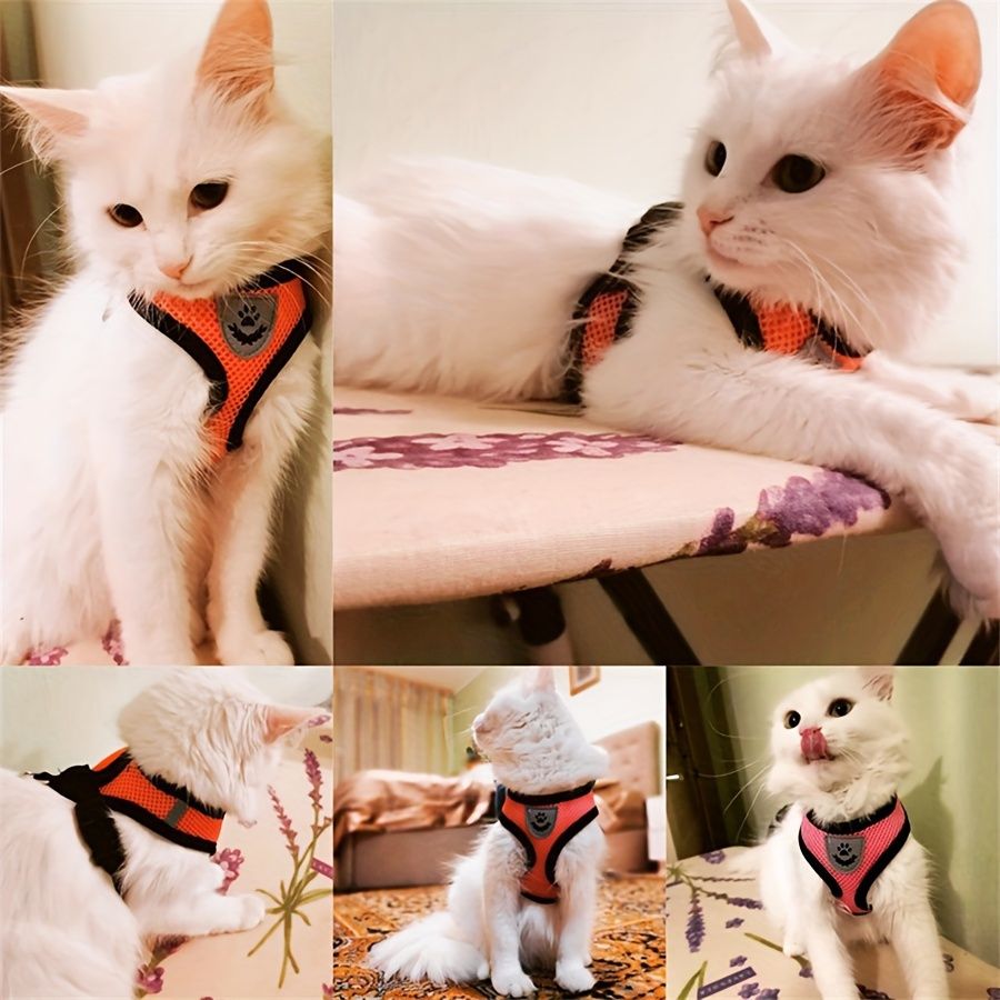 小型犬や猫の外出