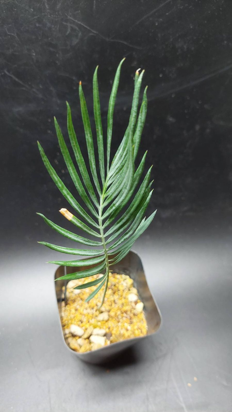 ◇サイカス カイルンシアナ 実生苗！！◇cycas cairnsiana ブルー