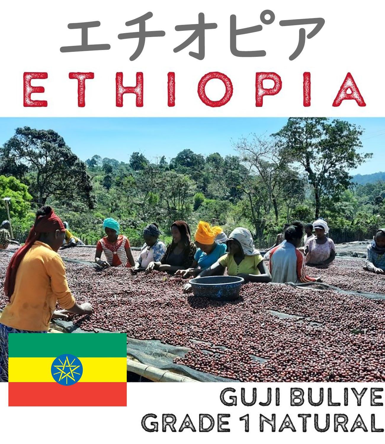 世界TOP1％ 最高級　エチオピア GUJIナチュラルG1 有機 　コーヒー豆 Organic Coffee 【 24年度新豆 自家焙煎　珈琲豆 -豆のまま 200g】