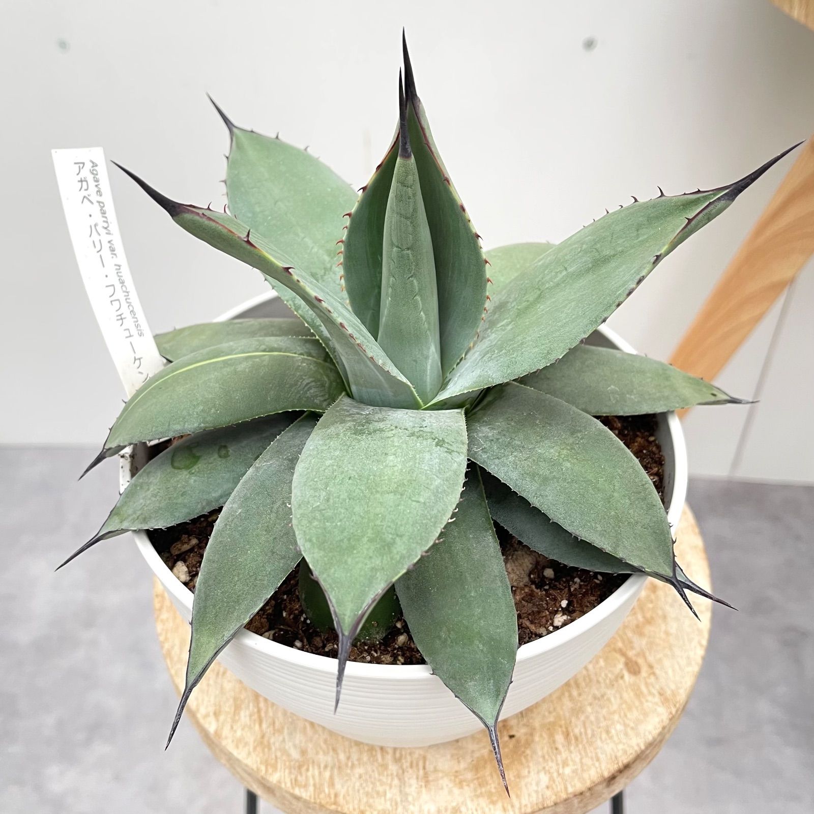 大きなアガベ 観葉植物 アガベ パリー フワチューケンシス 1【現品】観葉植物 多肉植物