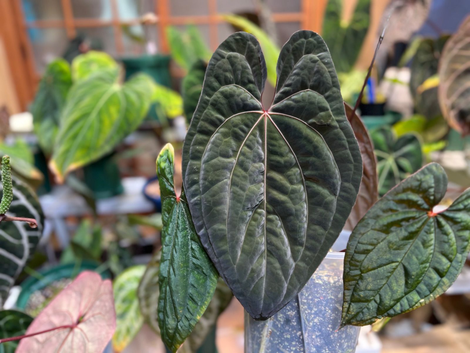 Anthuroom】Anthurium papillilaminum 'Fortsherman' x 'Red