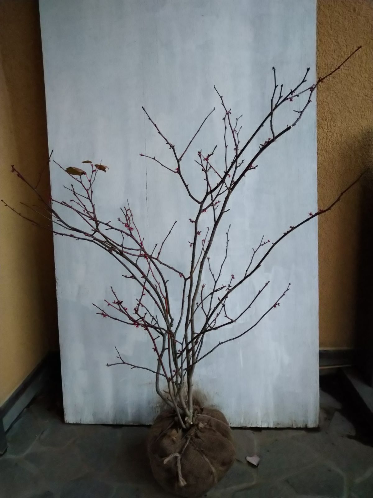 楽天市場】シロヤシオの通販 シロヤシオツツジ/特大株【現品発送】管理