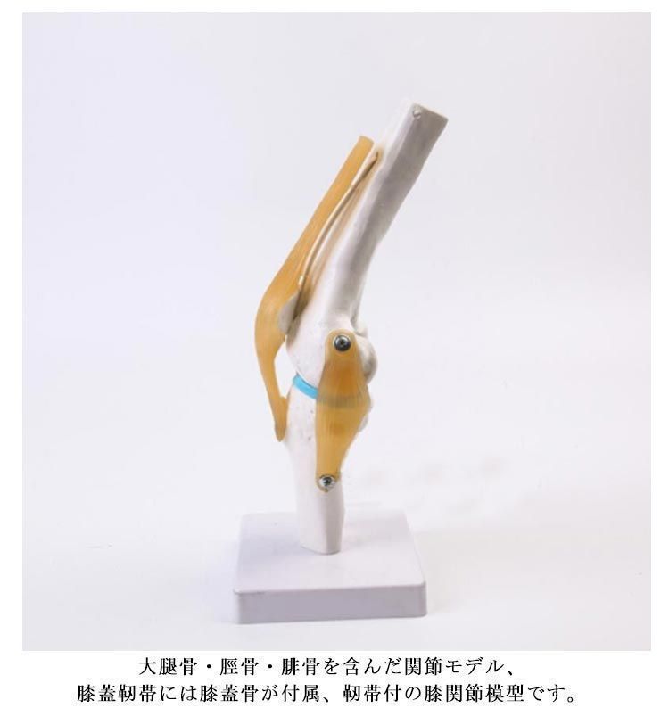 膝　模型　筋肉　骨　関節人体模型 Amazon.co.jp: Kurtvenid 膝関節模型 1:1サイズ 人体骨格模型