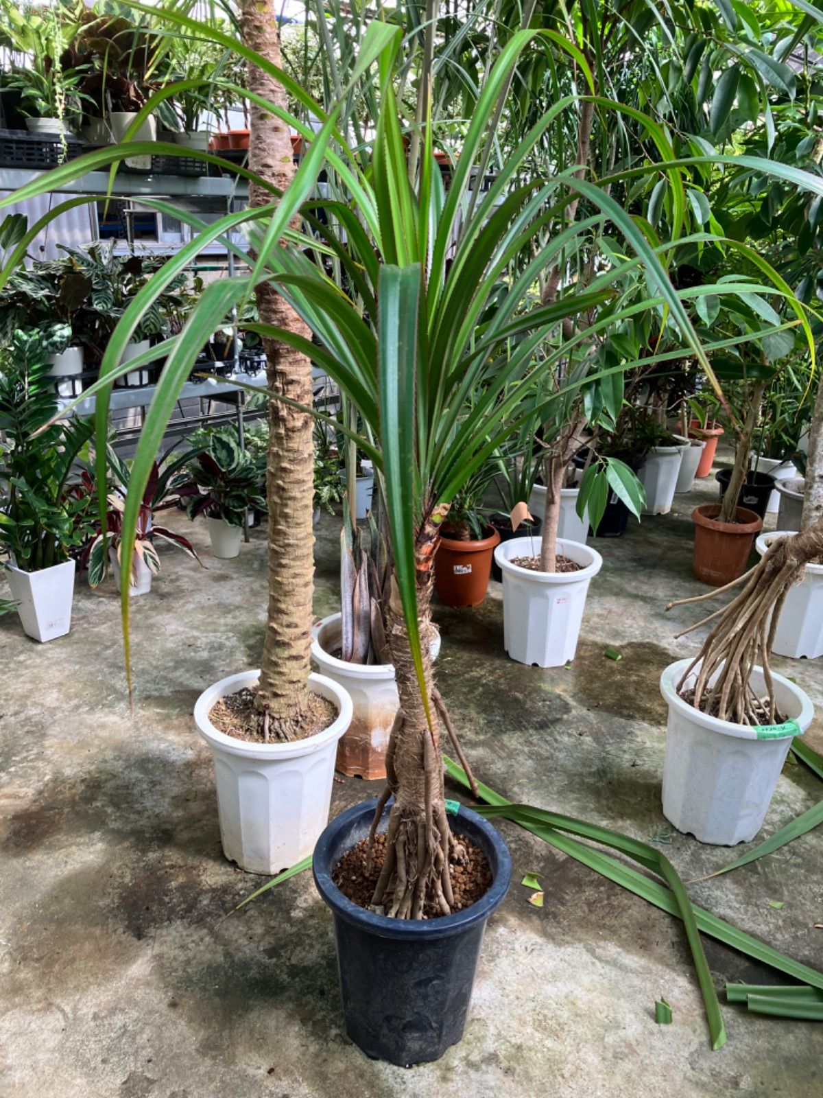 タコノキ 観葉植物 インテリア グリーン 屋内 引き取り限定