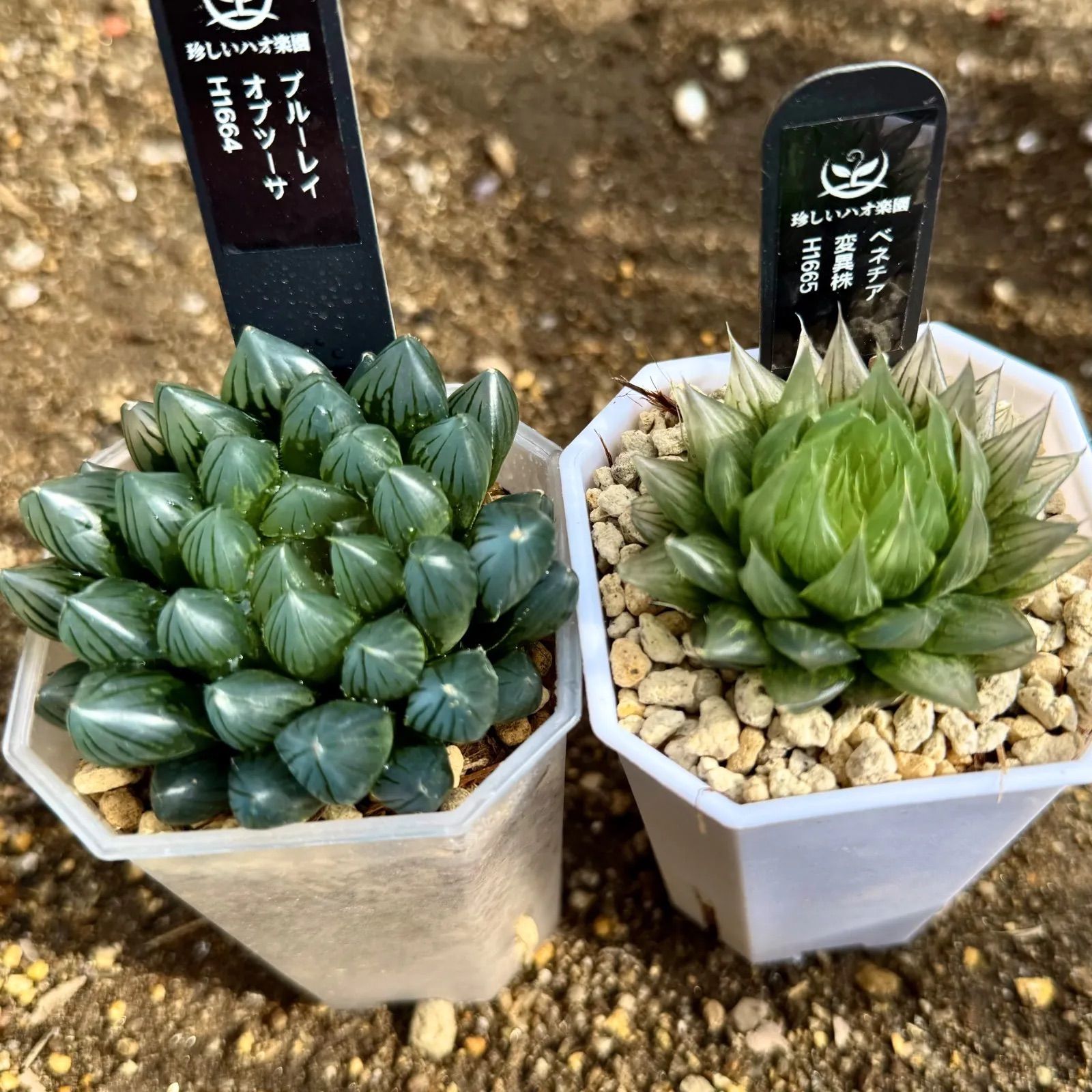 超新鮮 自家採種 パキポディウム ウィンゾリー 種子 10粒 塊根植物