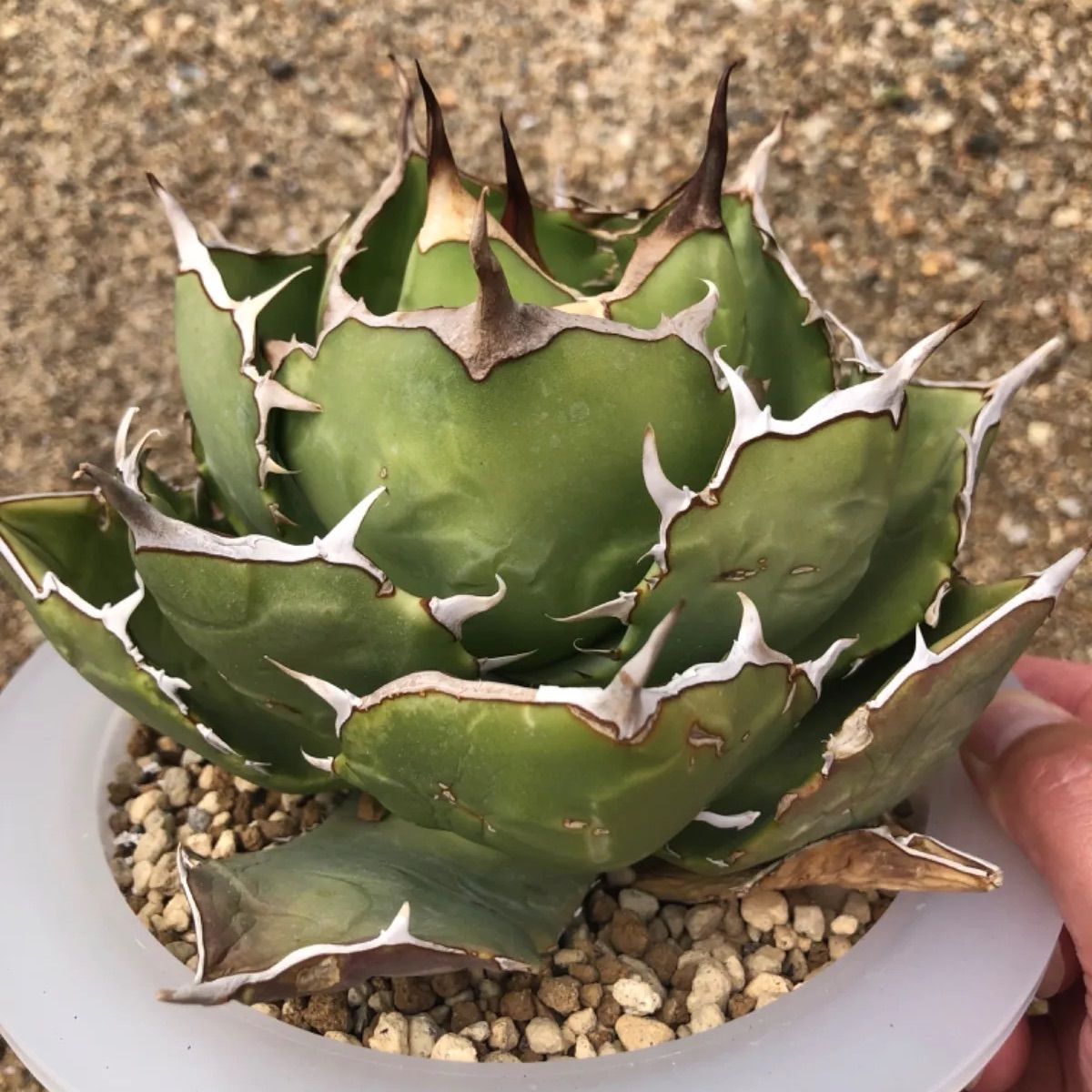 Iran Agave titanota FO-076 Compact - メルカリ