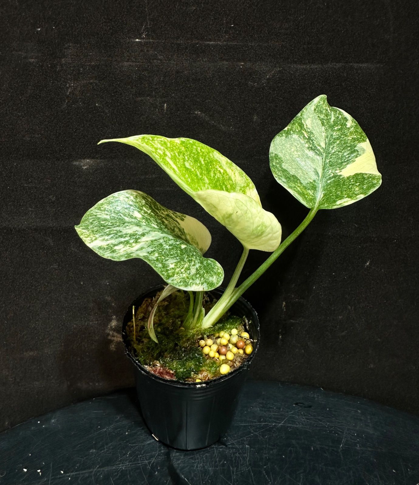 モンステラ・レガシー / Monstera 'Legacy'② Monstera Deliciosa 'LEGACY' モンステラ デリシオーサ レガシー