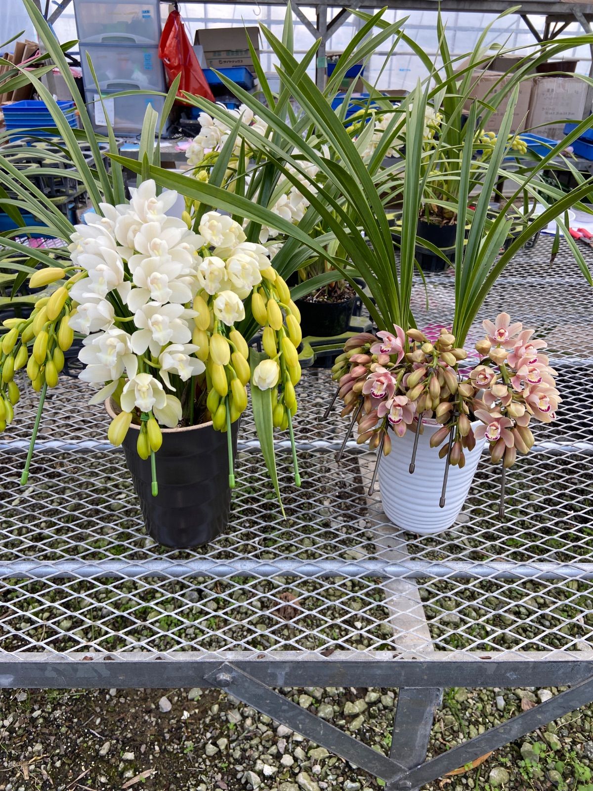 無農薬 スイートスプリングオレンジ 苗木 果樹 特大株 スイート