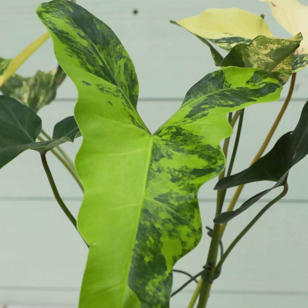 入手困難株】フィロデンドロン ウィリアムシー斑入り（Philodendron