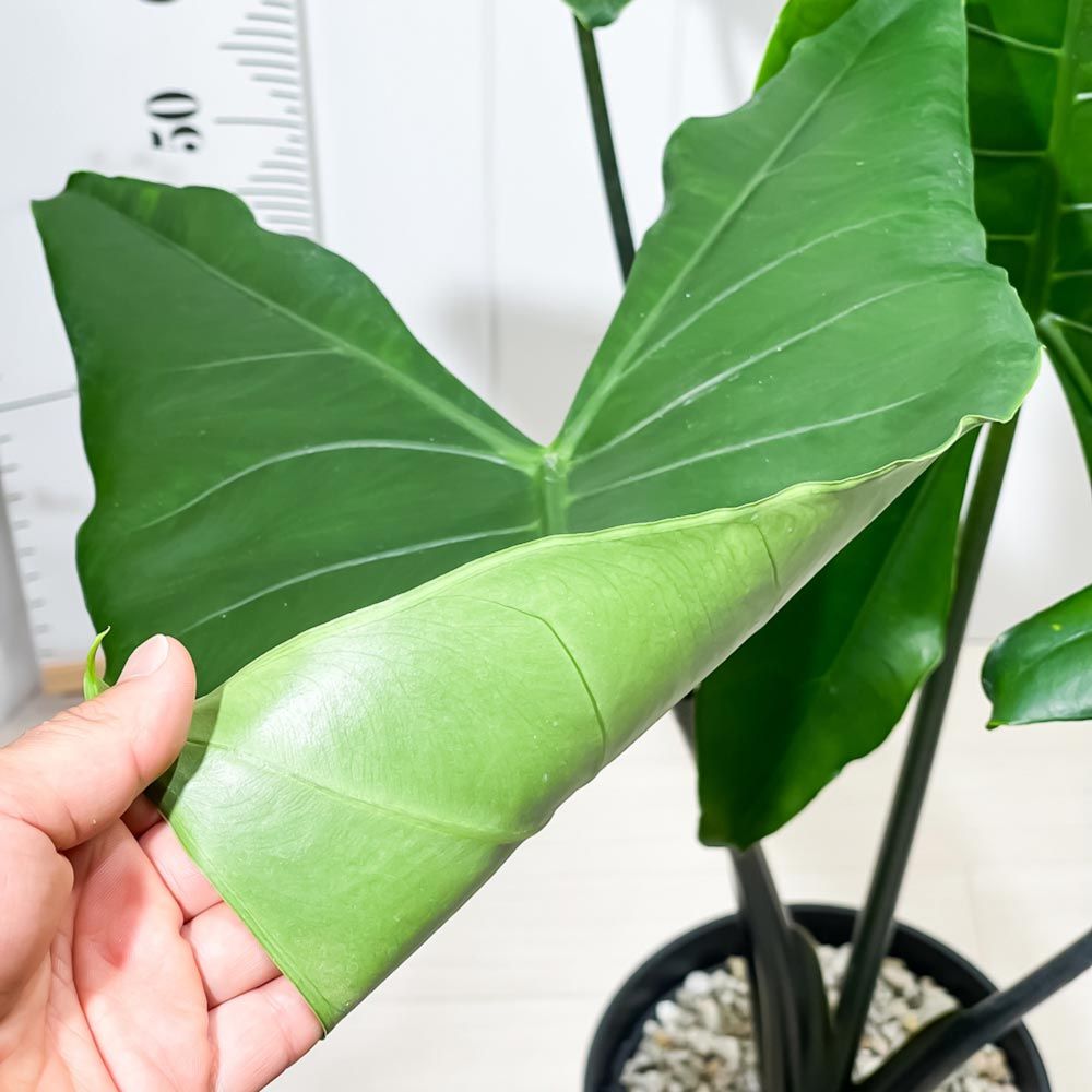 アロカシア 11種セット PLANCHU 観葉植物 アロカシア ブラックゼブリナ 8号スリット鉢