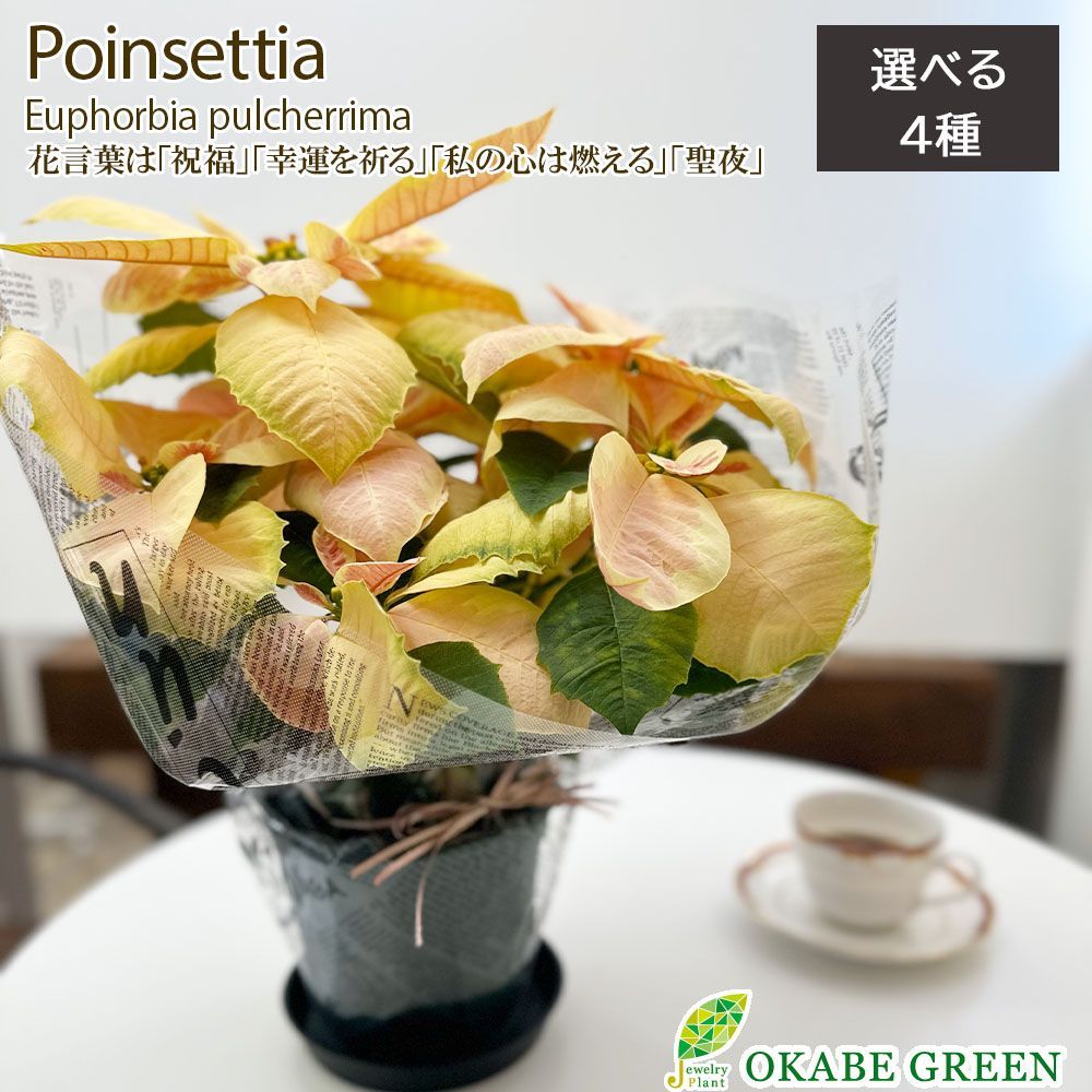 観葉植物 敬老 ポインセチア 5号 選べる種類 プラスチック鉢 黒 観葉植物 敬老 ポインセチア 5号 選べる種類 プラスチック鉢 黒