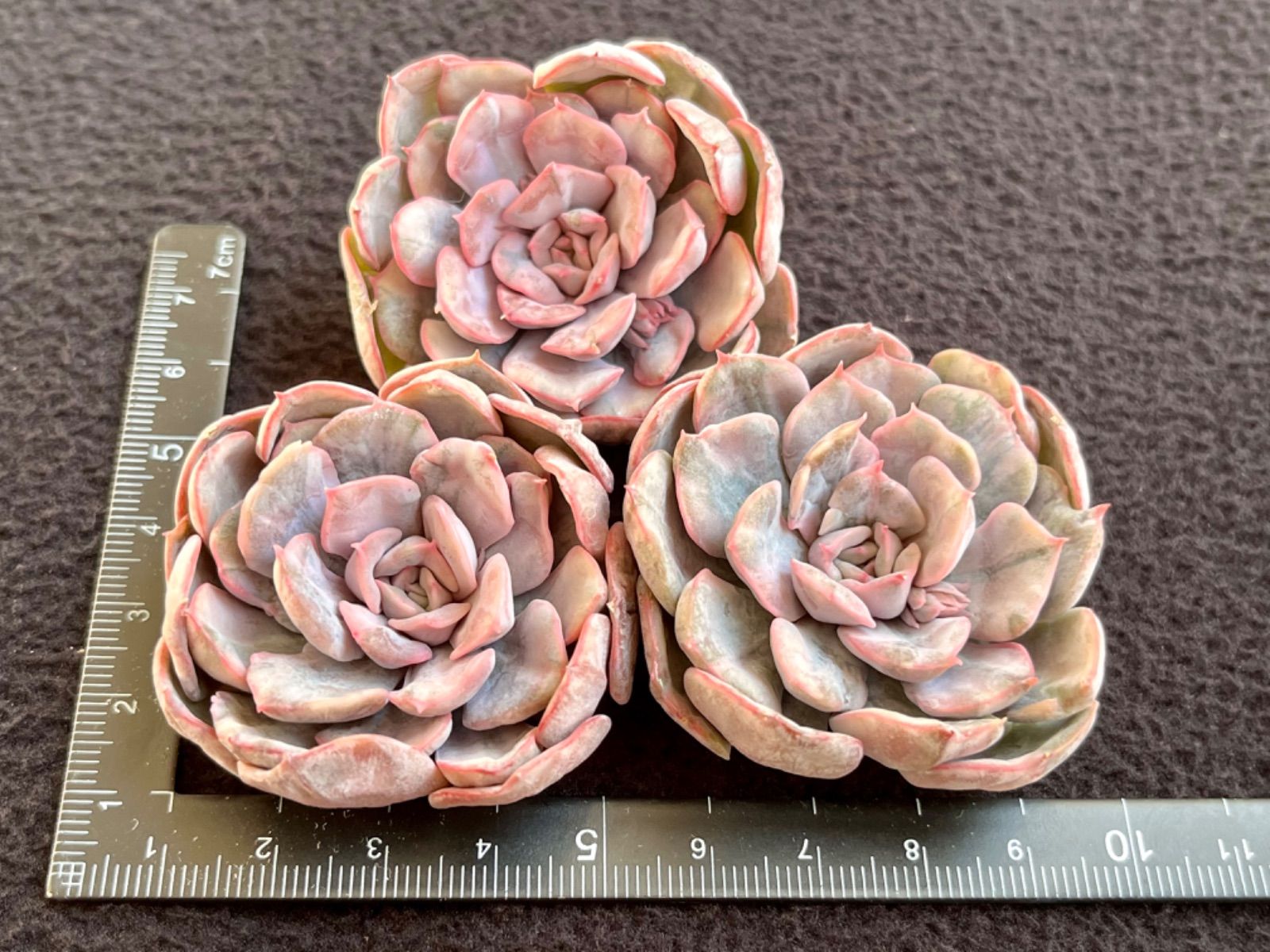 チェアマン　韓国苗 チェアマン 韓国苗 【公式通販】