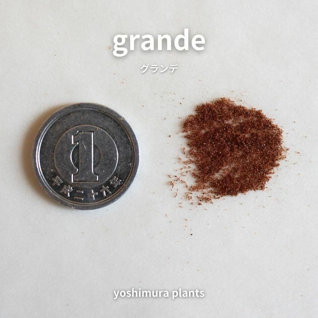 胞子] grande グランデ ビカクシダ - メルカリ