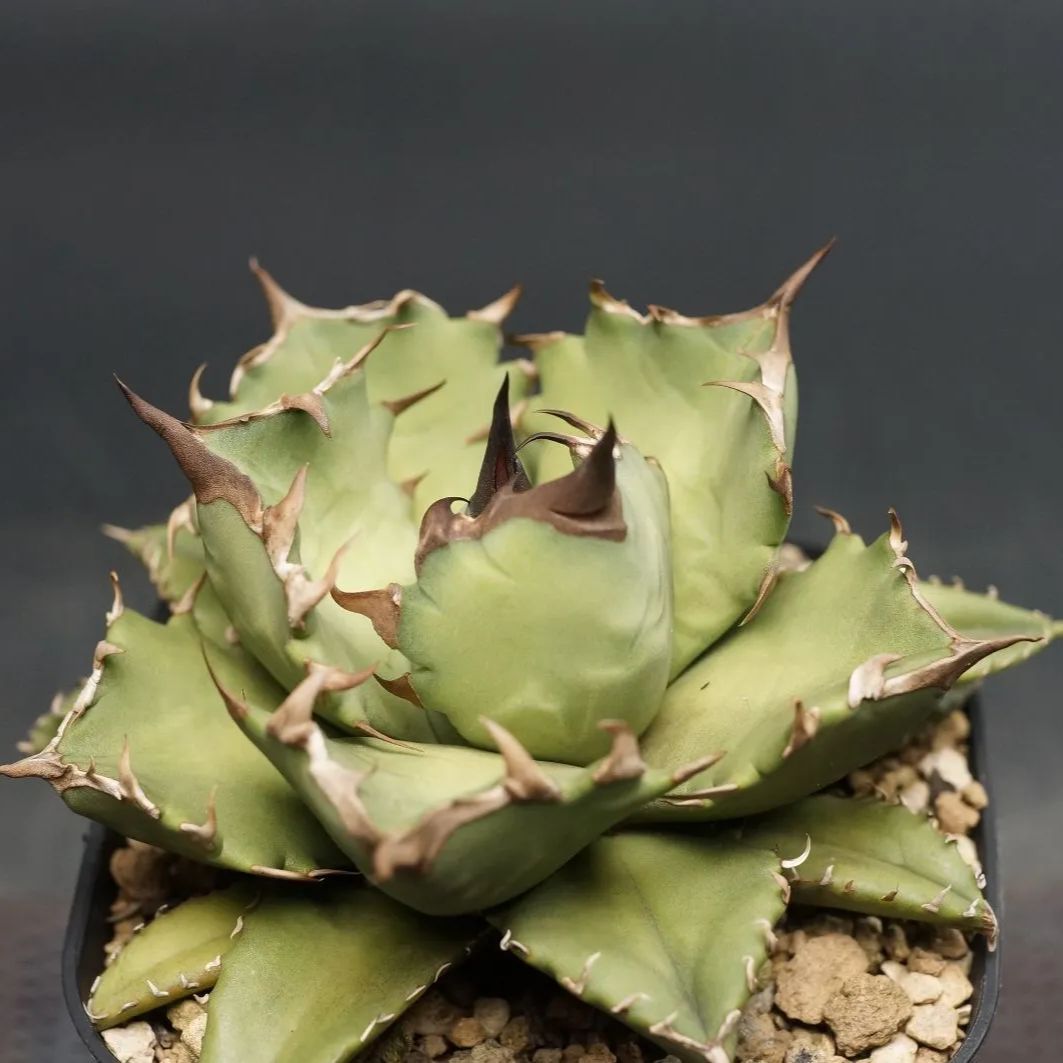 アガベ ホリダ 大株 IVYL-HH-0020 アガベ ホリダ 大株 IVYL-HH-0020