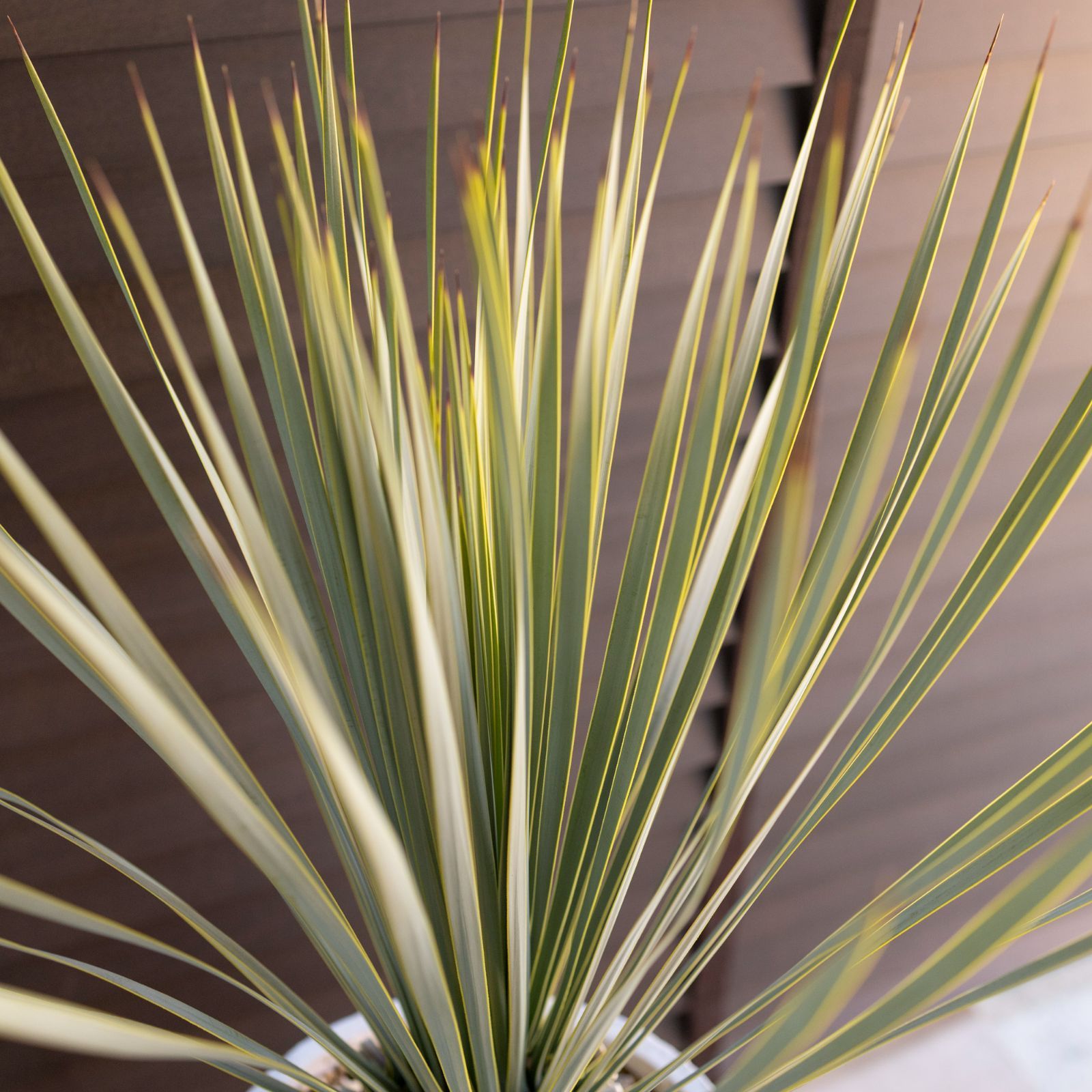 ②ユッカ　ロストラータ　8号　鉢のまま　メルカリ便で発送　ドライガーデン ②ユッカ ロストラータ 8号 鉢のまま メルカリ便で発送 ドライ