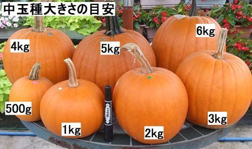 ８個１箱 Ｍサイズ2kg台