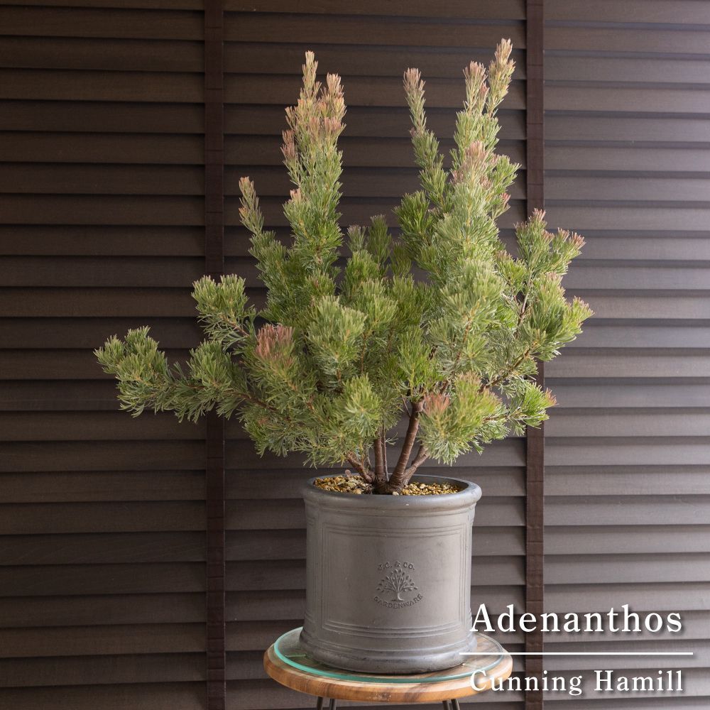 ぶどうの苗木 タノレッド 底面給水6寸鉢ごと 苗 植物 ぶどうの苗木