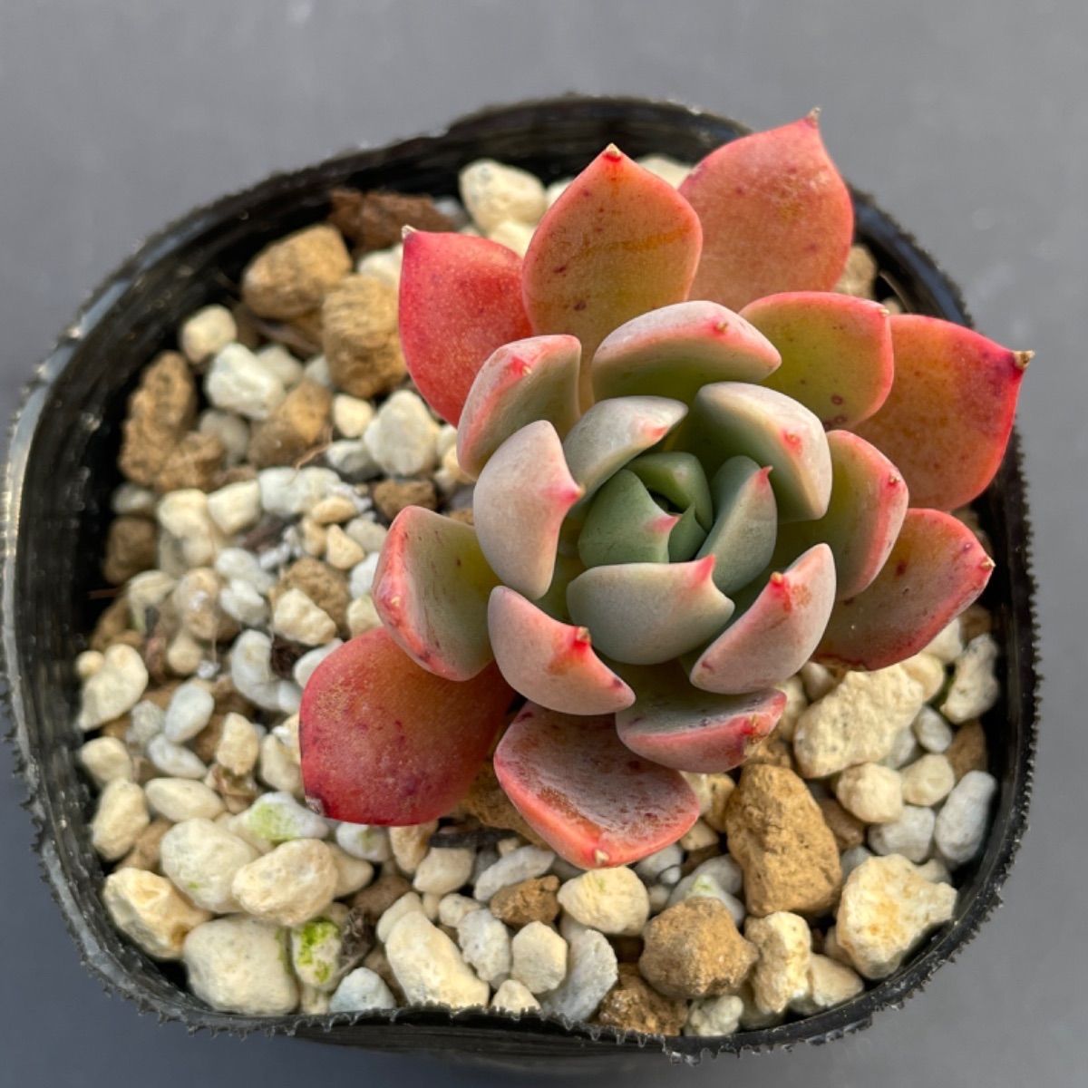 新着商品 多肉 大和のバラ 抜き苗 植物/観葉植物 - vanguardjc.com.br