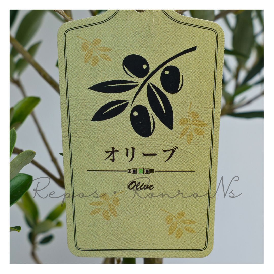 オリーブ アルベキーナ